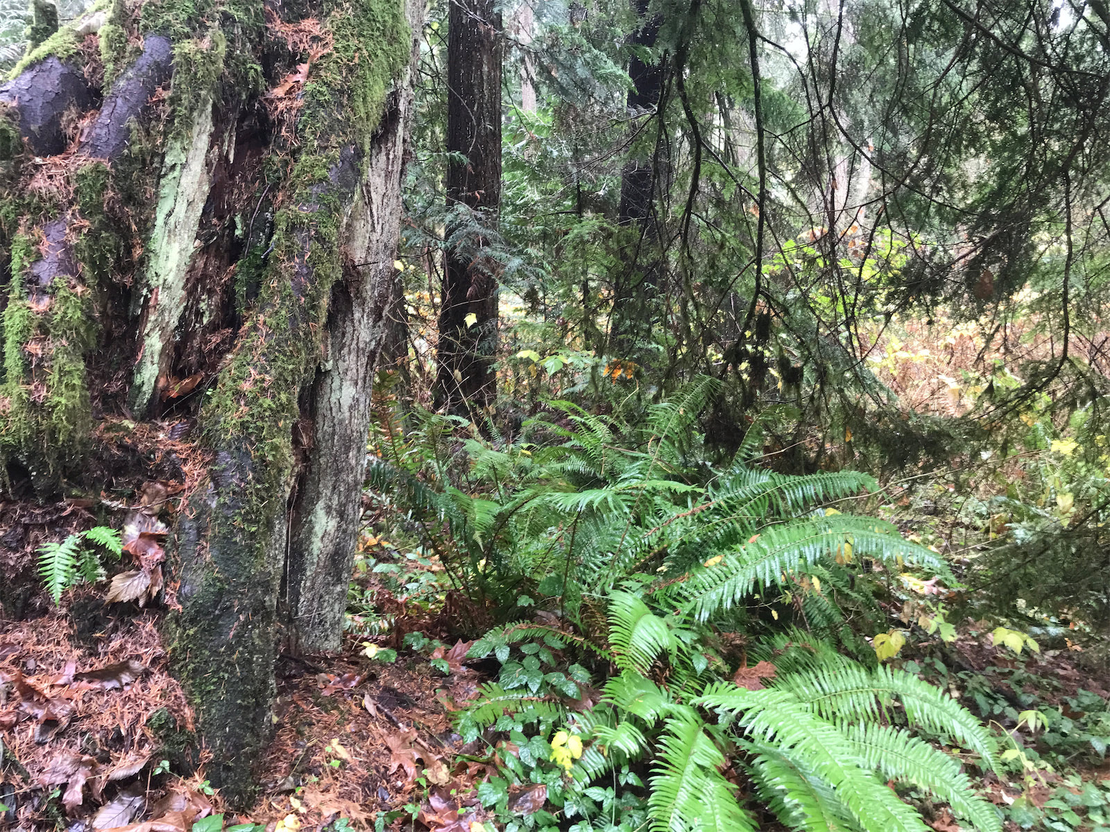 ferns