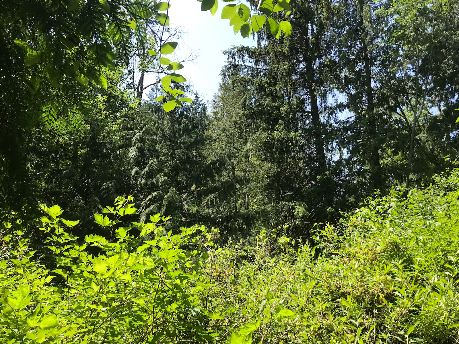 forest