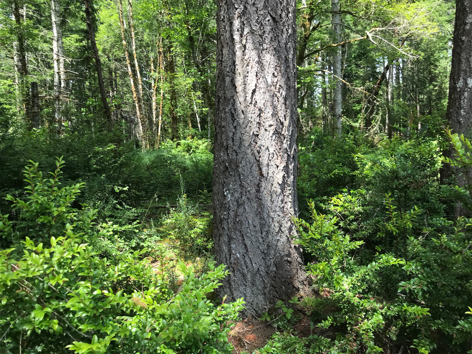 mother tree