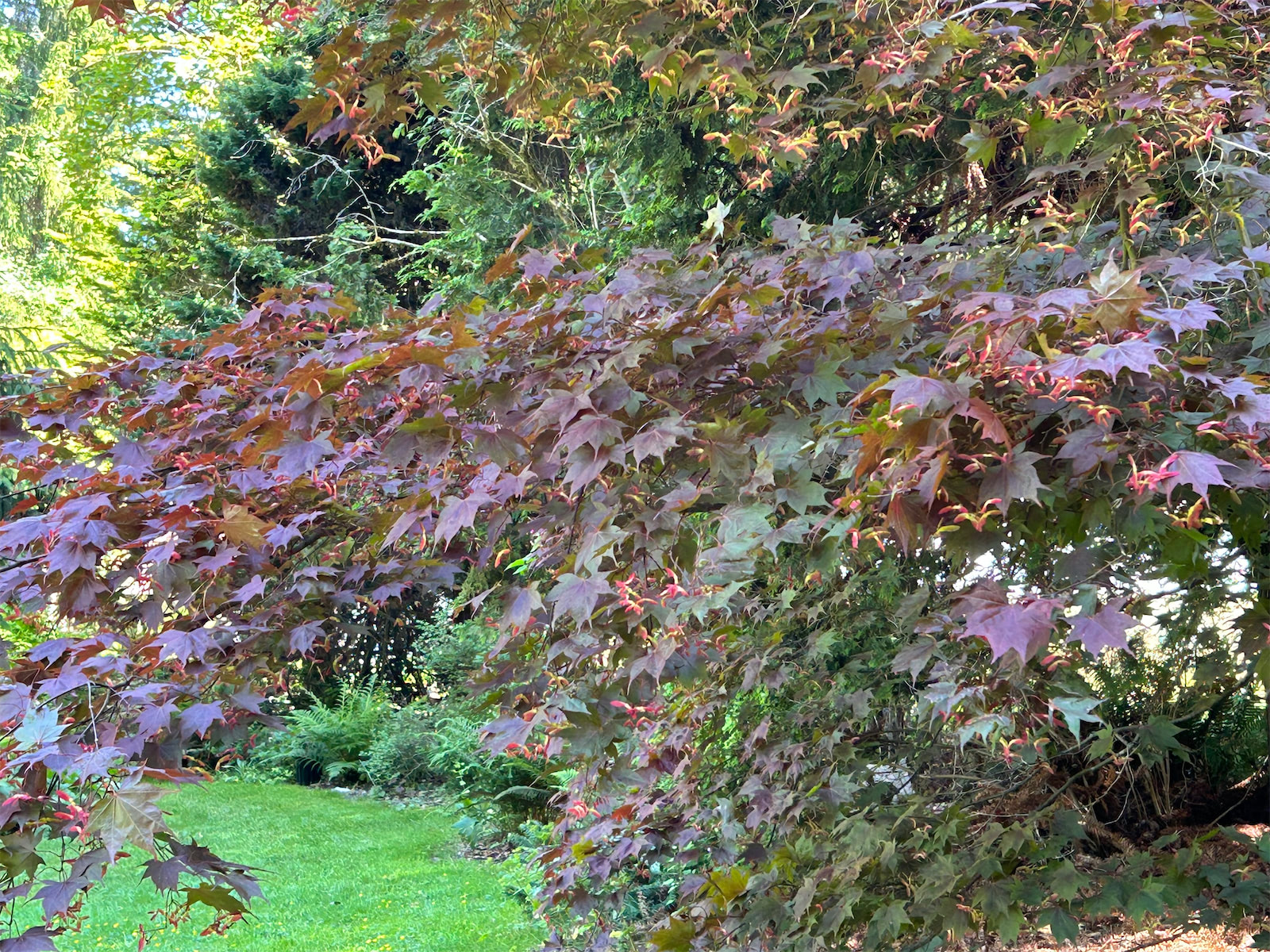 red leaves