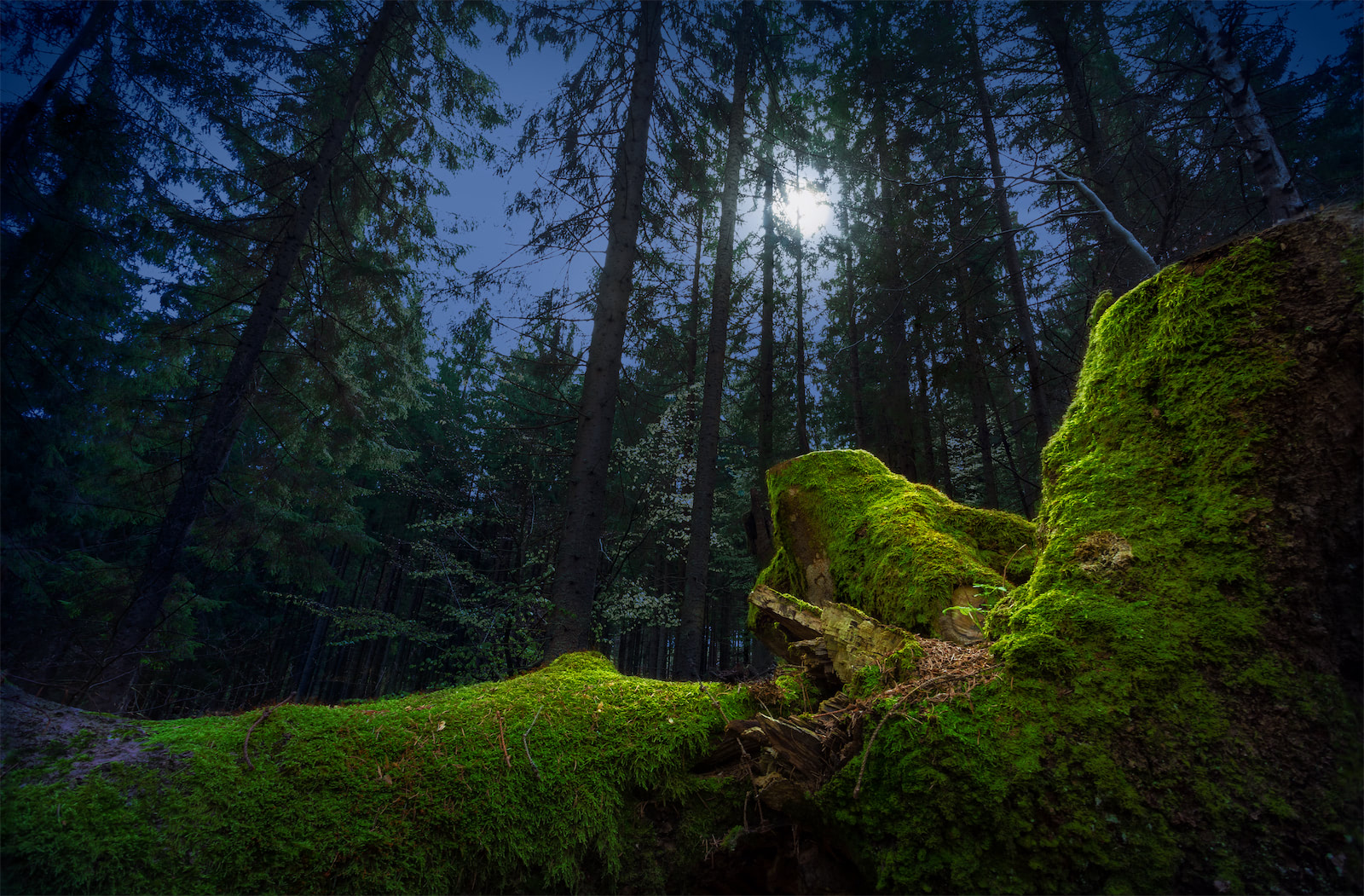 forestNight