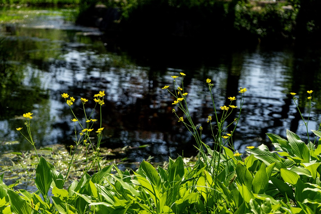 pond