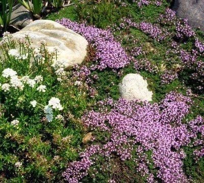 thyme